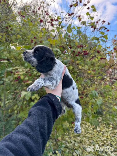 Русский спаниель