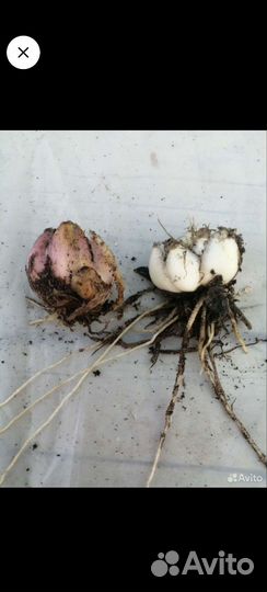 Луковицу лилии