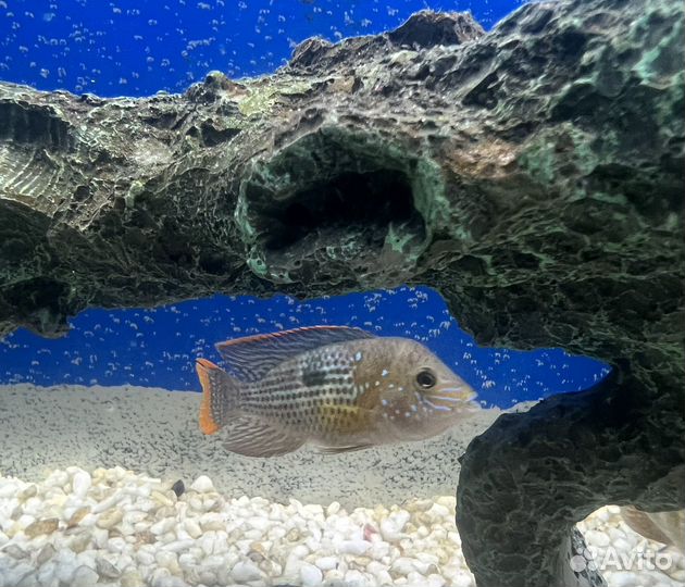 Аквариумные рыбки