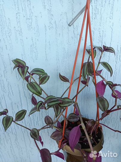 Традесканции разных сортов, рэо