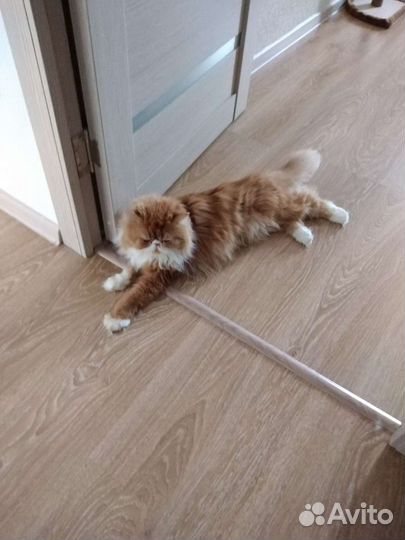 Персидский кот на вязку
