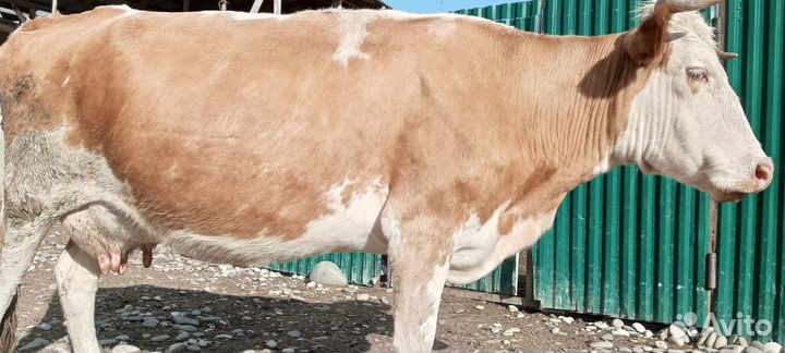 Корова высокоудойная