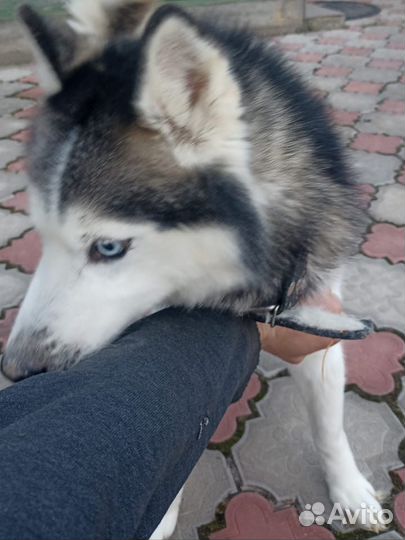 Пристраивается Сибирский хаски кобель около 6 лет