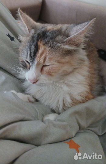 Кошка в добрые руки