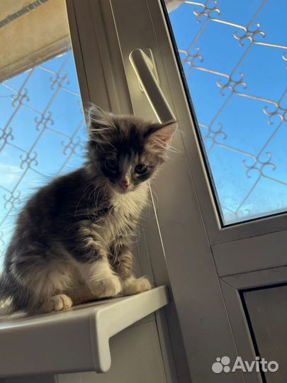 Отдам кота в добрые руки