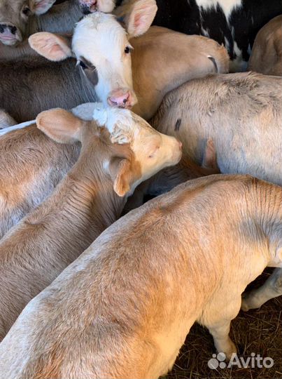 Бычки телята