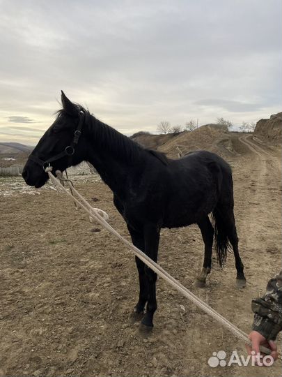 Жеребчик 1.5