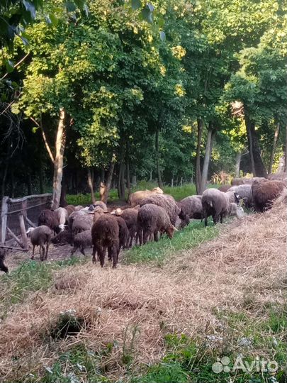 Овцы гиссарские