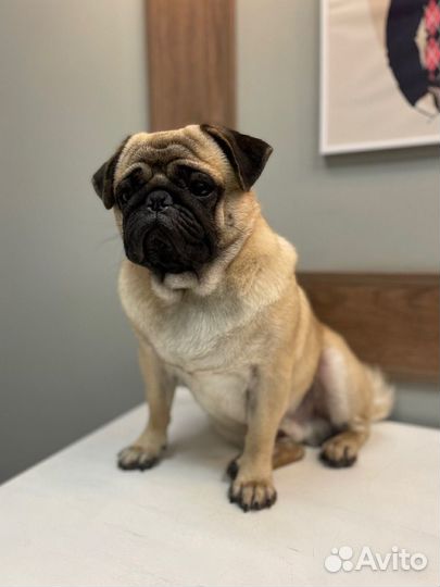 Вязка мопс РКФ