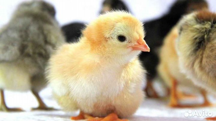 Продам цыплят