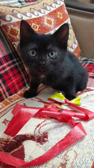 Котенок, девочка