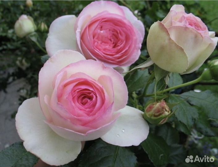 Розы плетистые саженцы
