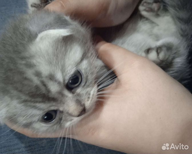 Шотландские котята