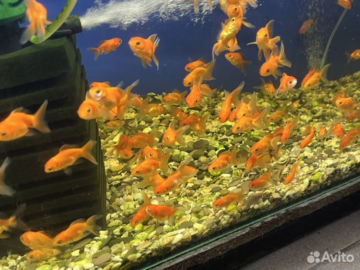Большой выбор золотых рыбок