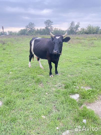 Корова дойная