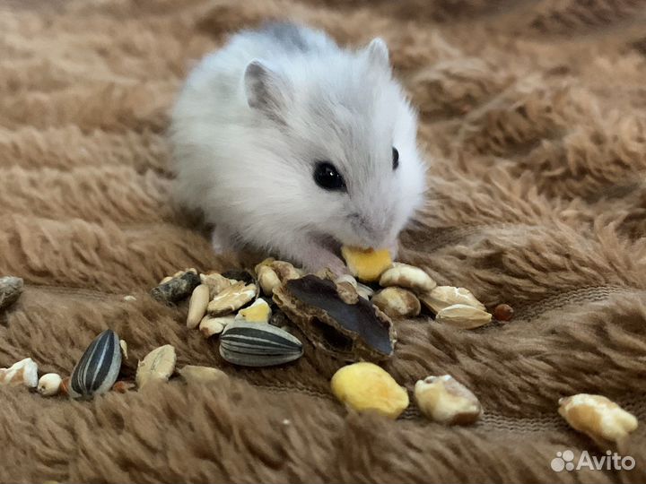 Джунгарский хомяк