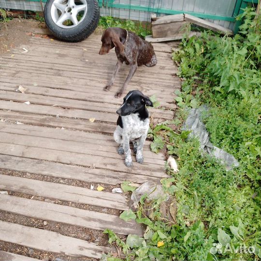 Щенки курцхаара