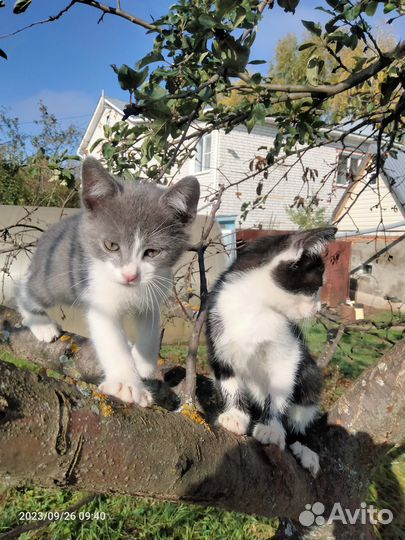 Котята в добрые руки