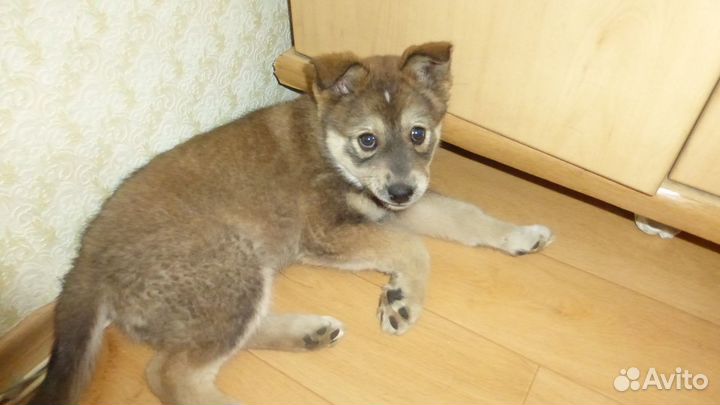 Щенок лайки 2 месяца