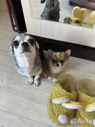 Щенок Чихуахуа