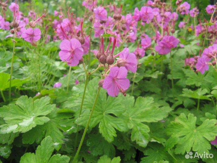 Вербейник, герань садовая и колосняк песчаный