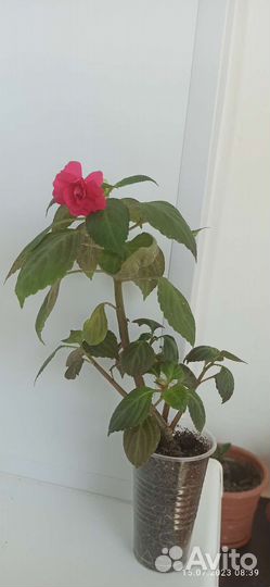 Цветущие цветы