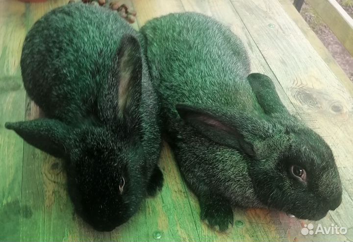 Продажа кроликов