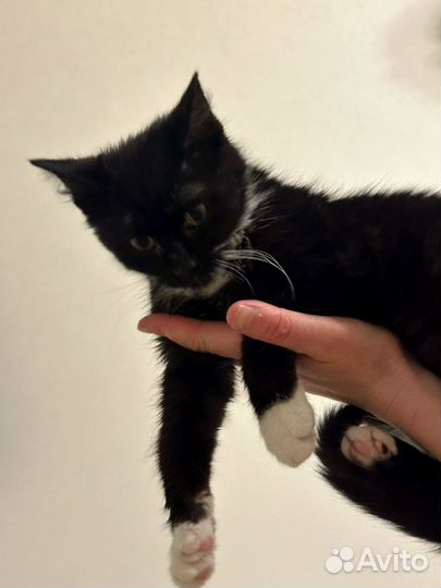 Котенок черно-белый мальчик