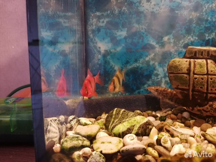 Аквариум