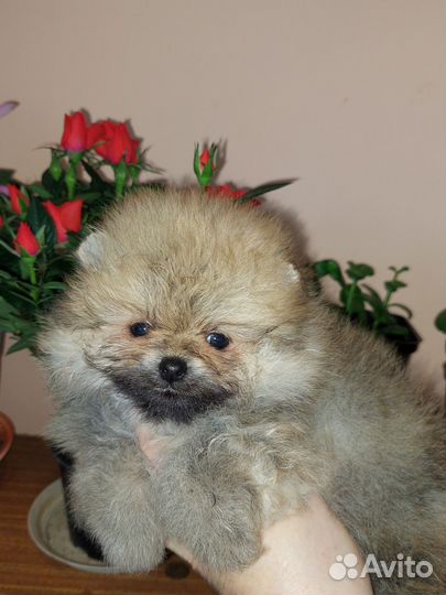 Померанский шпиц девочки