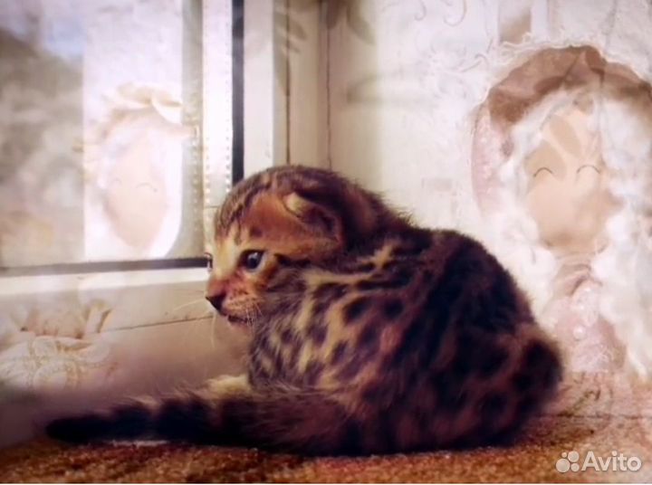 Бенгальский котёнок