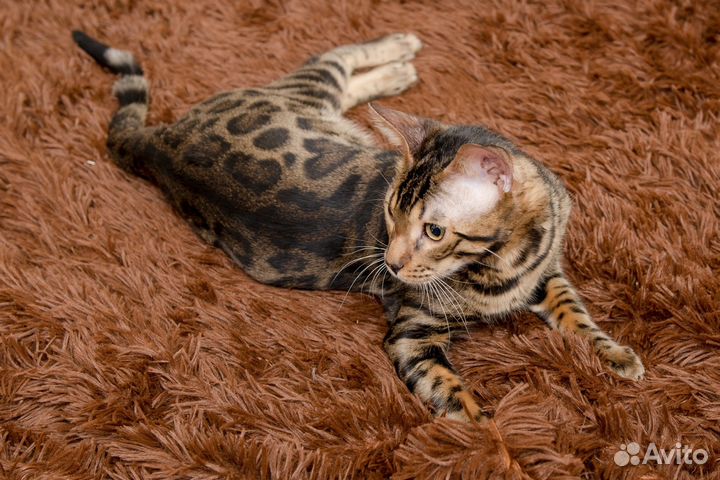 Бенгал вязка