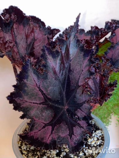 Бегонии SWS сорта 2