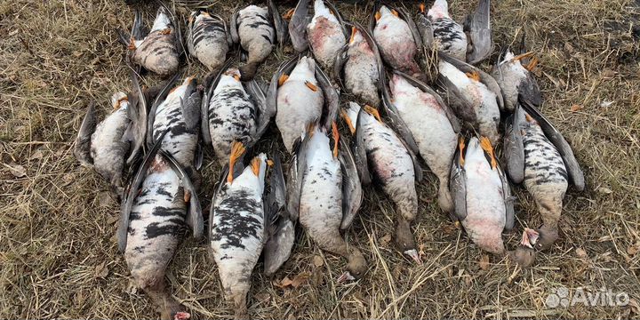 Охота на гуся