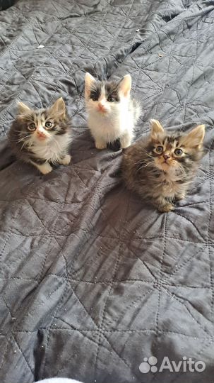 Котятки в добрые руки
