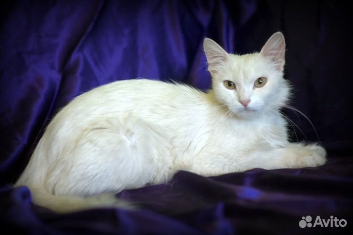 Ангорская кошка Белка в дар