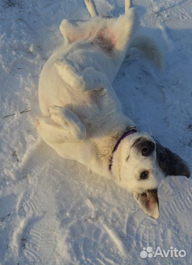 Собака ищет дом