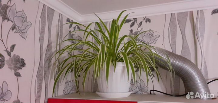 Хлорофитум