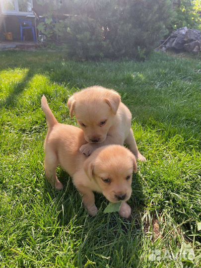 Щенки лабрадора