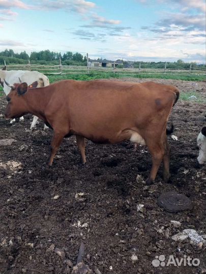 С/х животные