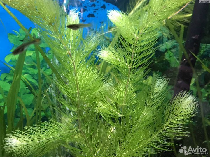 Роголистник