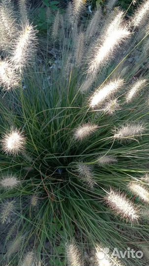 Декоративные злаки