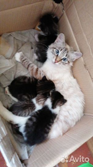 Котята 2.5 месяца в дар