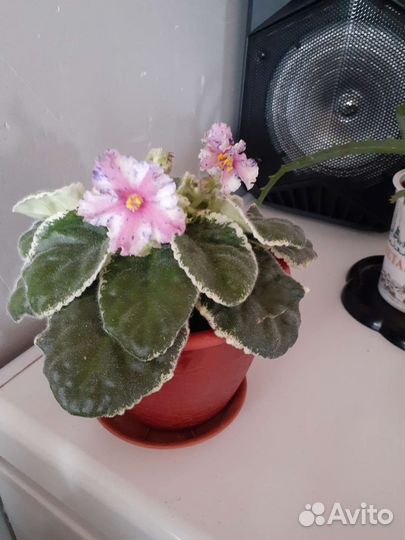 Фиалки,алое,каланхое,толстянка