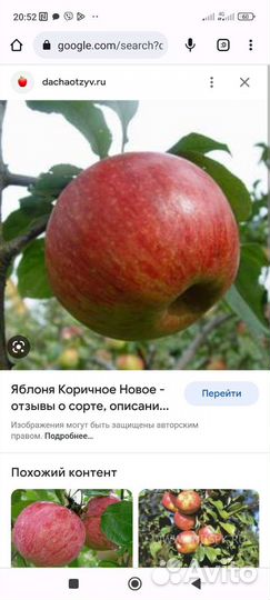 Яблони СССР