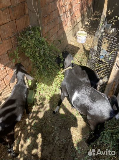 Коза нубийская