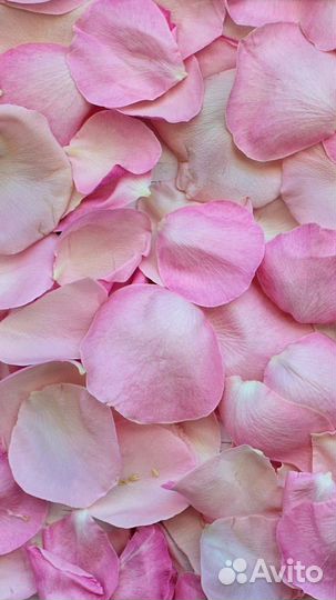 Лепестки роз