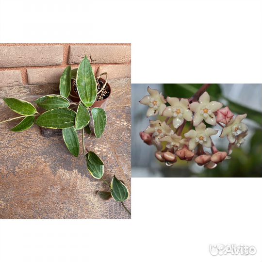 Хойи сортовые взрослые