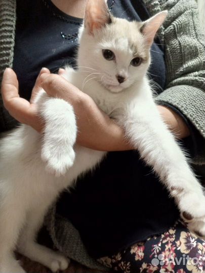 Алиса. Ей три месяца