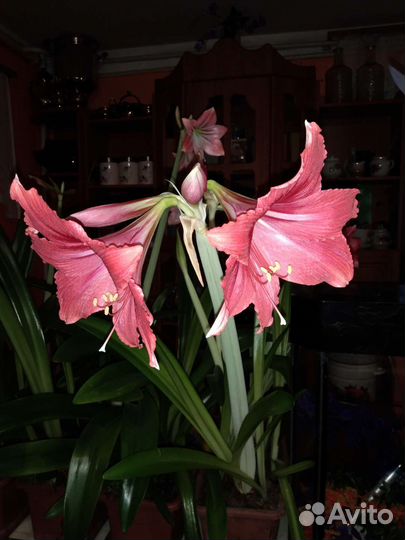 Гиппиаструм